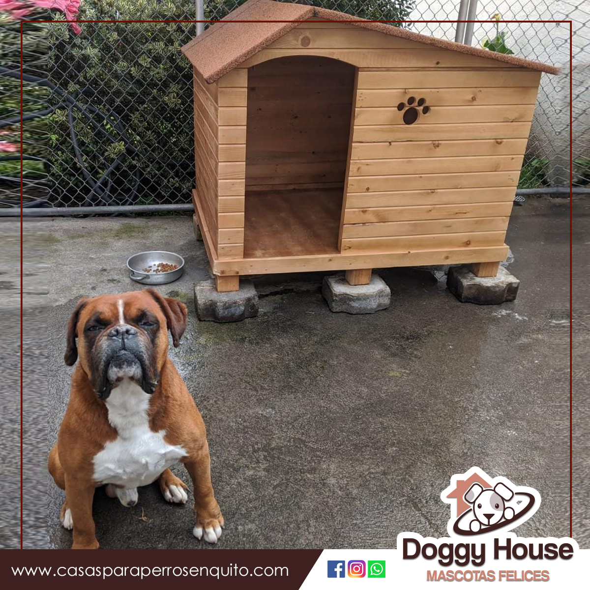 boxer